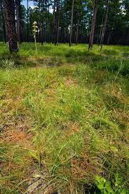 Image result for Eulophia ensata