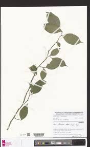 Image result for Leptaulus