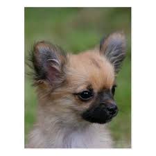 Girl chihuahua names come in all shapes and sizes that looks charming and sweet. Long Haired Chihuahua Puppy Looking At Camera Postcard Zazzle Com In 2021 Chihuahua Puppies Long Haired Chihuahua Puppies Puppies