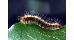 En effet, au troisième stade larvaire, lors de. Piege Special Chenille Processionnaire Du Pin Bonheur Bio