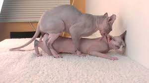 Sphynx cats mating - YouTube