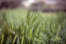 تقرير زراعة الب ر في عسير تعزز مستويات الإنتاج الغذائي وكالة الأنباء السعودية