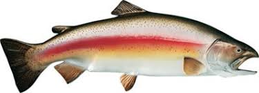 Size, appearance, features, weight and color. Cabela S Freshwater Fish Mount Replica Rainbow Trout Cabela S