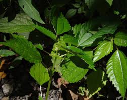 Image result for Pilea sublucens