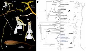 Image result for Solenangis