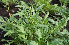 We did not find results for: Rocket Growing Guide Tui Prepare Plant Nourish Care