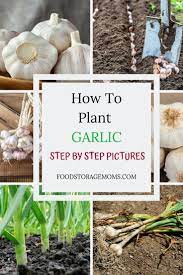 Oh My Gosh Have You Ever Had The Chance To Plant Garlic Once You Grow Garlic There Is No Going Back To Buying Ga Planting Garlic Growing Garlic Veggie Garden