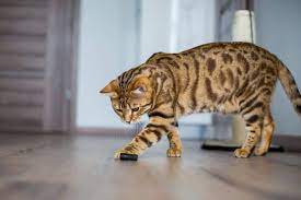 What To Know About F Ratings Of Bengal Cats