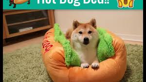 Suitable for small breeds such as dachshunds and toy poodles. Happy Dog Hot Dog Bed Youtube