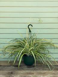 Image result for Chlorophytum stolzii