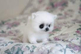 pin na doske art sobaki