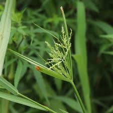 Image result for Cyperus renschii