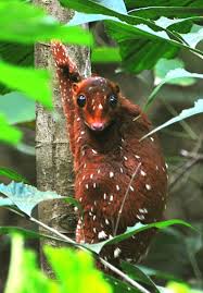 It occurs in parts of southern myanmar and southern thailand, localised areas . Sunda Colugo Explore Tumblr Posts And Blogs Tumgir