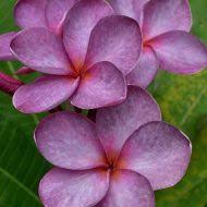 Plumeria Purple Moon Plumeria Real Flowers Frangipani