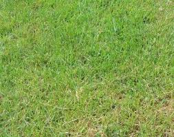 When zoysia grass greens up, these patches are less. Controlling Zoysia Grass How To Keep Zoysia Out