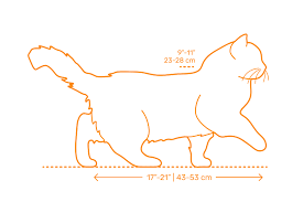 To lose weight, a cat must take in fewer calories than they burn, while weight gain requires a calorie surplus. Ragdoll Cat Dimensions Drawings Dimensions Com