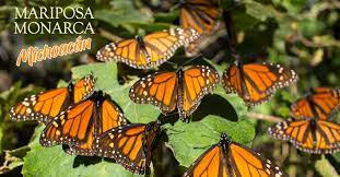 Conoce Los Santuarios De La Mariposa Monarca En Michoacan Pais De La Monarca