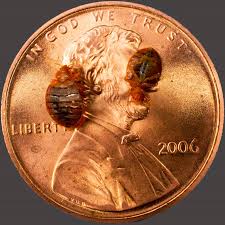 Detection Bed Bugs Tampa Bay Affordable Heat Treatment