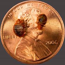 detection bed bugs tampa bay affordable heat treatment