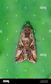 Image result for Autographa gamma