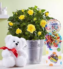 Why do we blow out the candles on our birthday? Happy Birthday Plant Bundle 1800flowers Com 101188