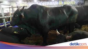 We would like to show you a description here but the site won't allow us. Jelang Idul Adha Sapi Seharga Rumah Ludes Terjual