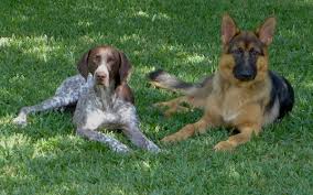 See more ideas about pointer gsp puppies pointer puppies pointer dog cute puppies cute dogs german shorthaired pointer puppy care german shepherd puppies. German Shepherd Cross Pointer Online