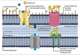 Image result for Cefiderocol