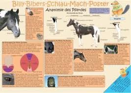 Die Anatomie Des Pferdes Fur Reitprufungen Kleine Hufeisen Geeignet Reitabzeichen Reiten Abzeichen