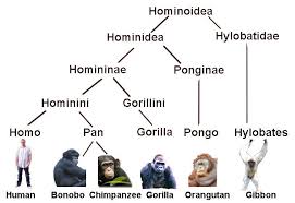 Great Apes History Spirituality Science The Human Species Bhavanajagat Human Family Tree Human Species Great Ape
