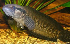 Image result for Amphicarpaea africana