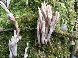 Image result for Clavulina cinerea