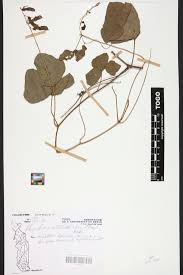 Image result for Rhynchosia sublobata