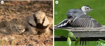 Purple martins are colonial, with dozens of martins nesting in the same spot; Anti Parasite Behaviour Of Birds Philosophical Transactions Of The Royal Society B Biological Sciences