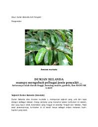 Khasiat daun durian belanda selanjutnya bisa menyehatkan organ pencernaan anda, yaitu usus. Doc Daun Durian Belanda Anti Penyakit Phil Tokay Academia Edu