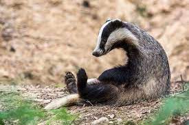 dachs photos pictures on fotocommunity dachse amp dachs dachse fotocommunity photos pictures dachse saugetiere ausgestopftes tier