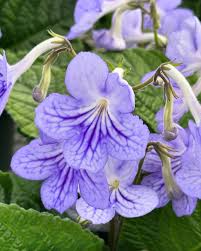 Image result for Streptocarpus kamerunensis