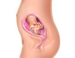 21 Semanas Nenem Da Mamae