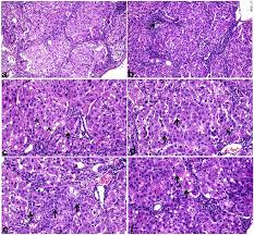 Image result for Aeschynomene elaphroxylon