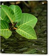 Image result for Ficus trichopoda