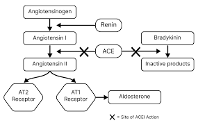 Image result for ACE Inhibitor