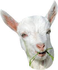 Goat transparent GIF on GIFER - by Monaya