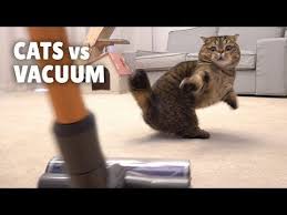 cats vs vacuum youtube cats best motivational videos motivational videos