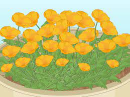 Step 3 sprinkle the seed and sand mixture onto a creased piece of paper and tap lightly to spread the seed onto the top of the soil. How To Plant Poppy Seeds 11 Steps With Pictures Wikihow