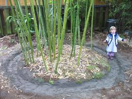 Controlling Bamboo Bamboo Landscape Bamboo Garden Bamboo Species