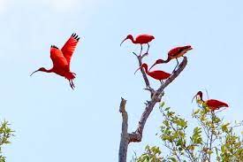De witstaartsabelvleugel komt enkel voor op tobago, terwijl de rode ibis wel op trinidad te vinden is. Bird Birds Suriname