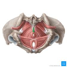 The hip joint is an intricate structure including hip bones, hip articular cartilage, muscles, ligaments and tendons, and synovial fluid. Muscles Of The Pelvic Floor Anatomy And Function Kenhub