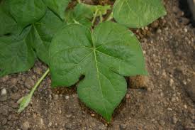Lobed leaves are also frequent within the whole genus microsorum and related genera, so that the lobed leaves of m. Ivyleaf Morningglory Ipomoea Hederacea Plant Pest Diagnostics