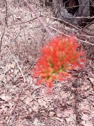 Image result for Combretum paniculatum