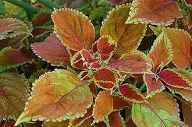 Image result for Coleus longipetiolatus
